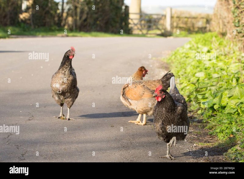 Chicken road in Spain